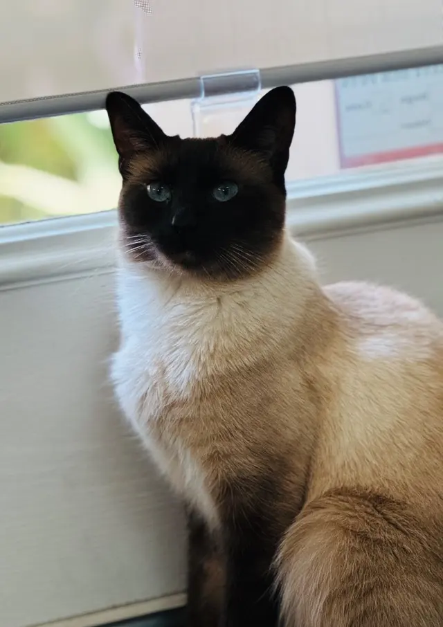 LA Pet Sitting — photo from the business 11