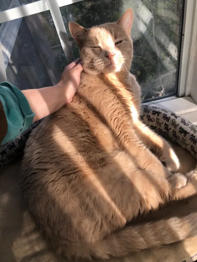 LA Pet Sitting — photo from the business 10