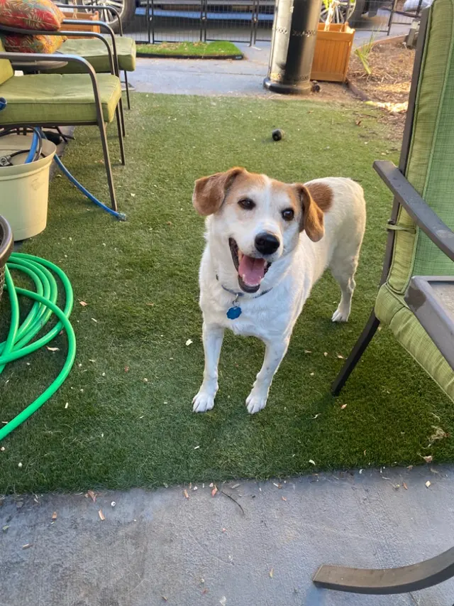 LA Pet Sitting — photo from the business 7