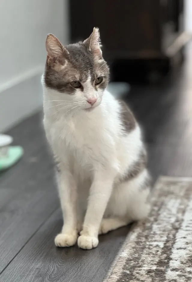 LA Pet Sitting — photo from the business 2