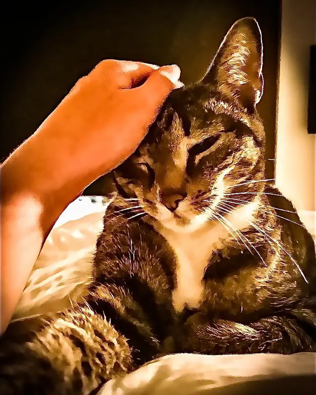 LA Pet Sitting — photo from the business 4