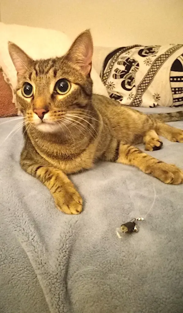 LA Pet Sitting — photo from the business 12