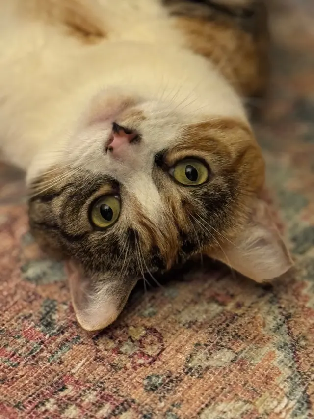 LA Pet Sitting — photo from the business 9