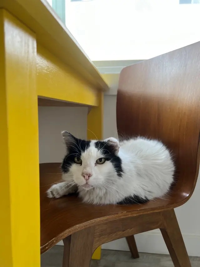 LA Pet Sitting — photo from the business 6