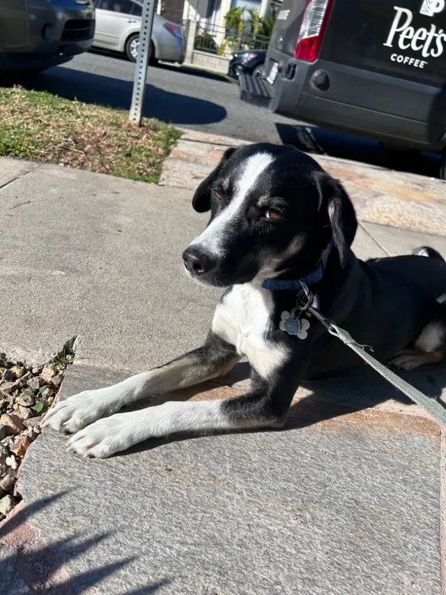 LA Pet Sitting — photo from the business 5
