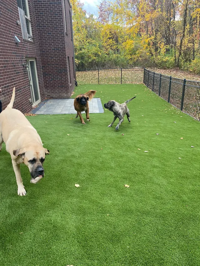 SYNLawn Michigan — photo from the business 11