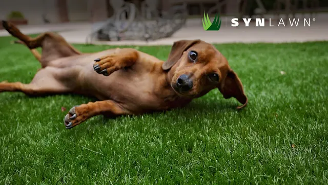SYNLawn Michigan — photo from the business 1