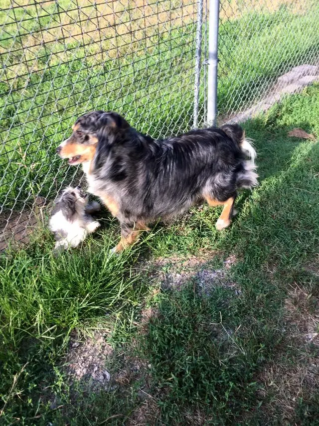 K-9 Acres Pet Resort — customer photo 7