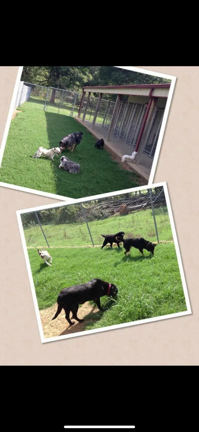 K-9 Acres Pet Resort — photo from the business 11