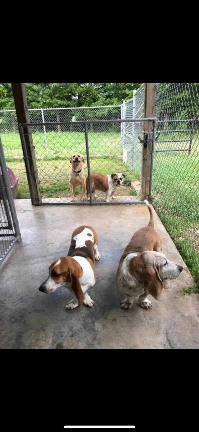 K-9 Acres Pet Resort — photo from the business 10