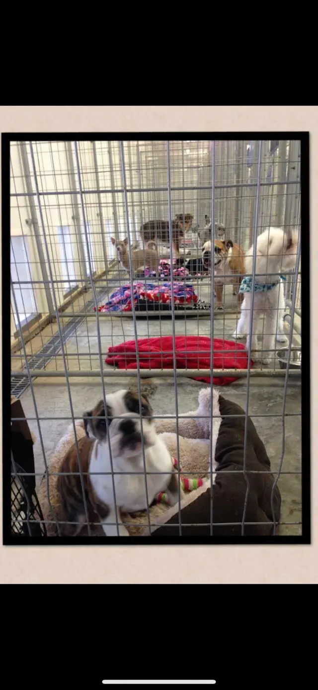 K-9 Acres Pet Resort — photo from the business 8