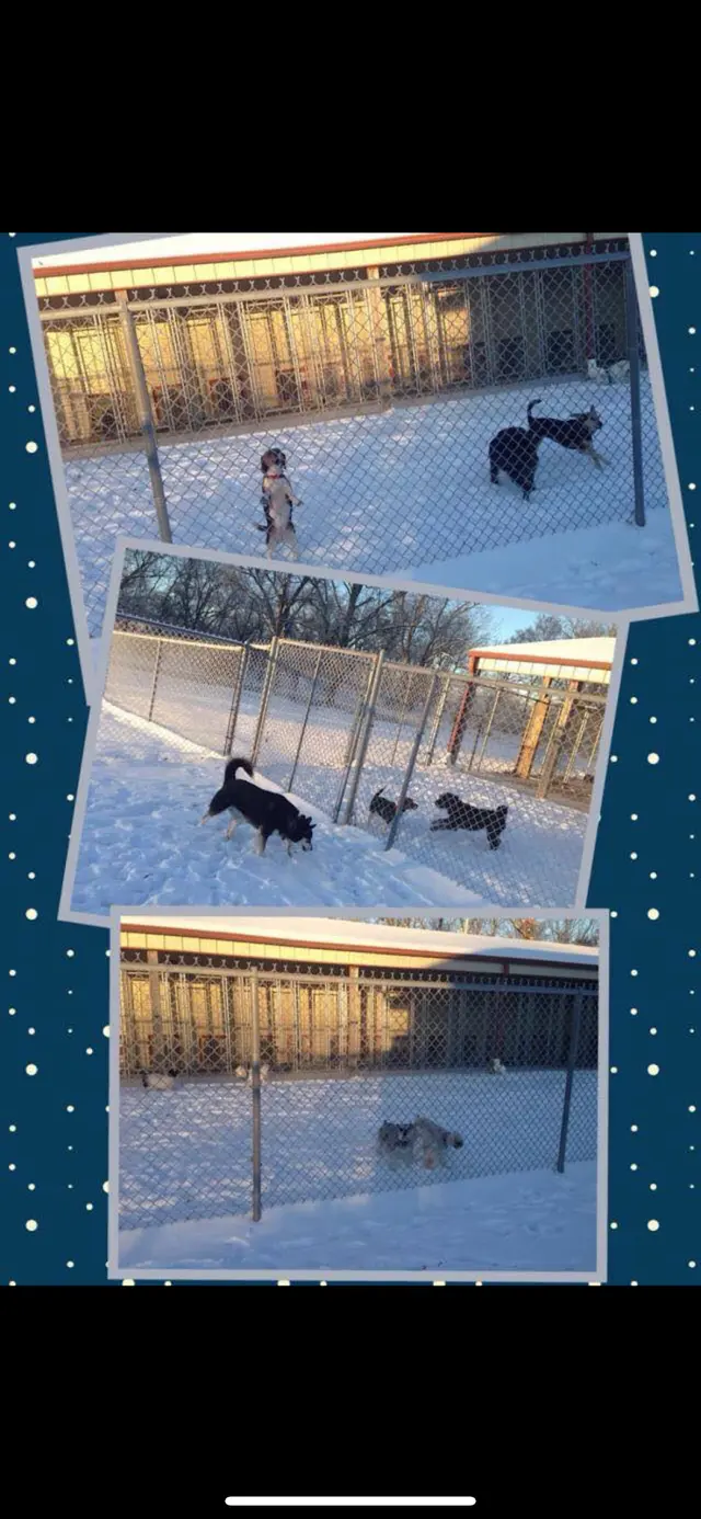 K-9 Acres Pet Resort — photo from the business 3
