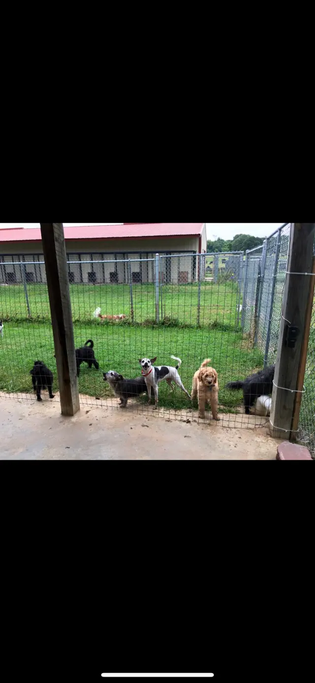 K-9 Acres Pet Resort — photo from the business 12