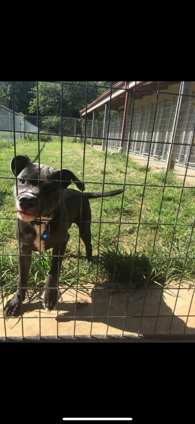 K-9 Acres Pet Resort — photo from the business 4