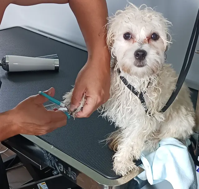 Rae's Place Dog Service — photo from the business 1