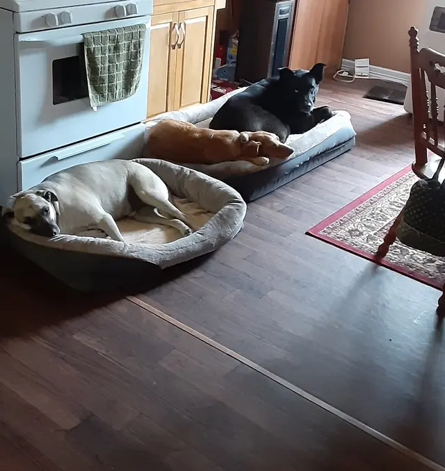 Rae's Place Dog Service — photo from the business 3