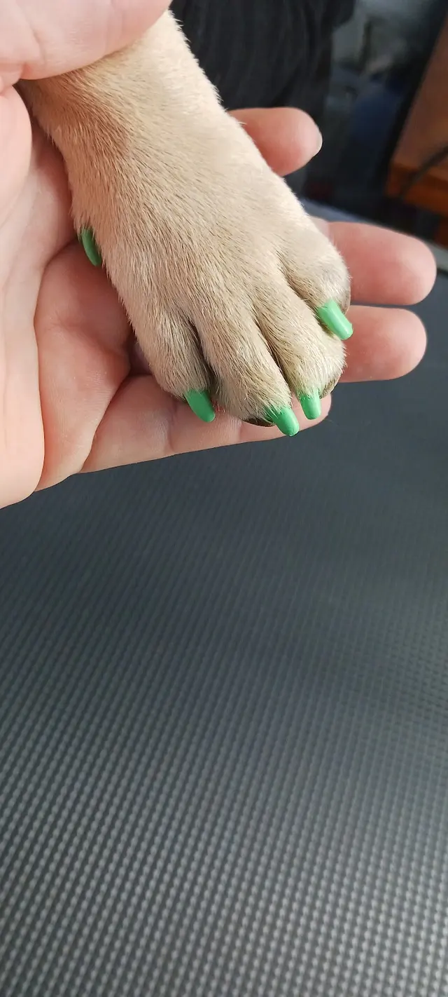 Rae's Place Dog Service — photo from the business 8
