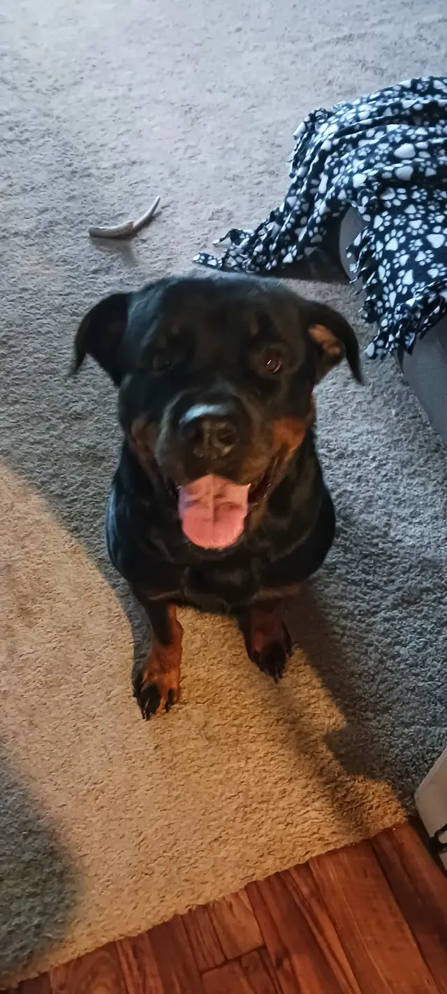 Rae's Place Dog Service — photo from the business 9