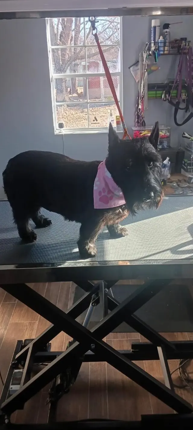 Customer photo of work by Rae's Place Dog Service, from Emily Horn's review