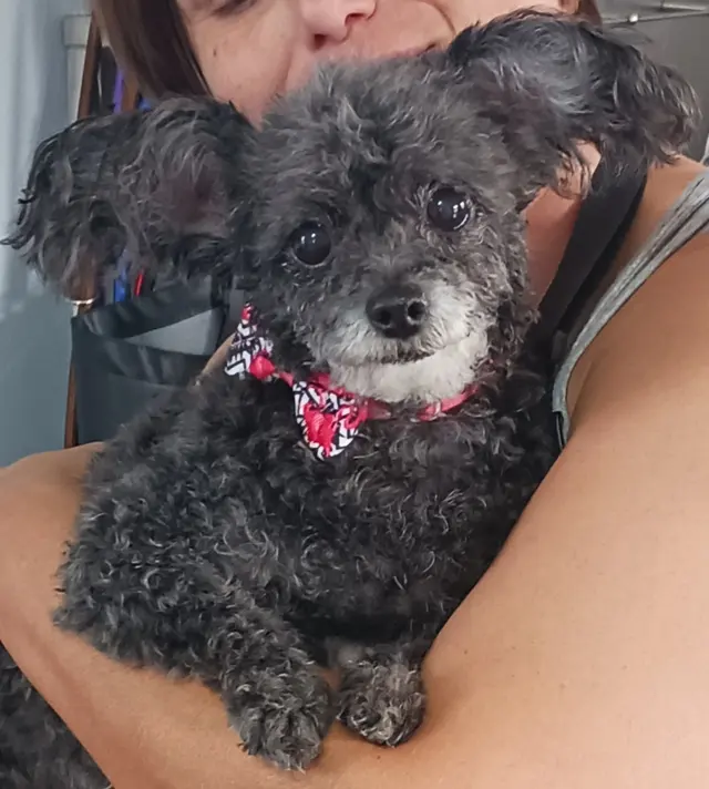 Rae's Place Dog Service — photo from the business 11