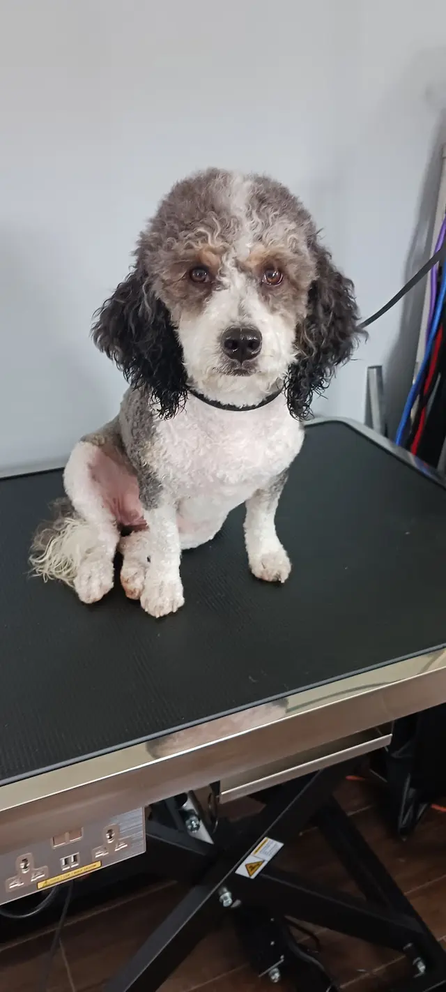 Rae's Place Dog Service — photo from the business 12