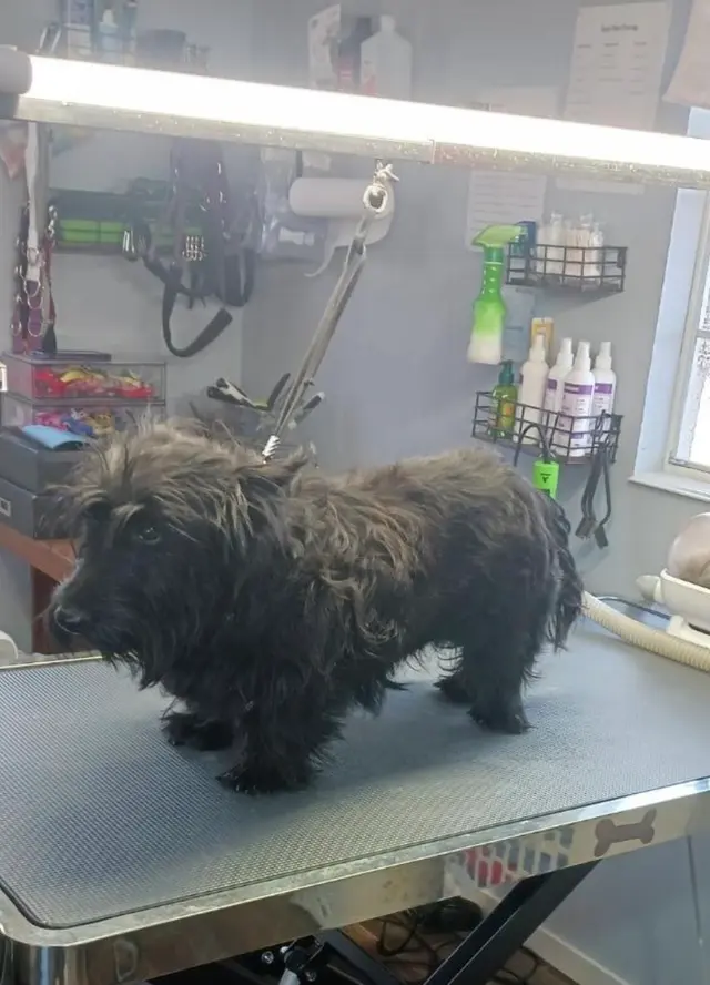Rae's Place Dog Service — customer photo 10