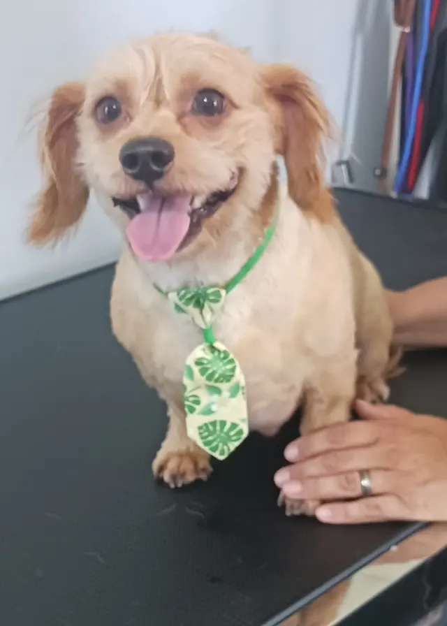 Rae's Place Dog Service — photo from the business 2
