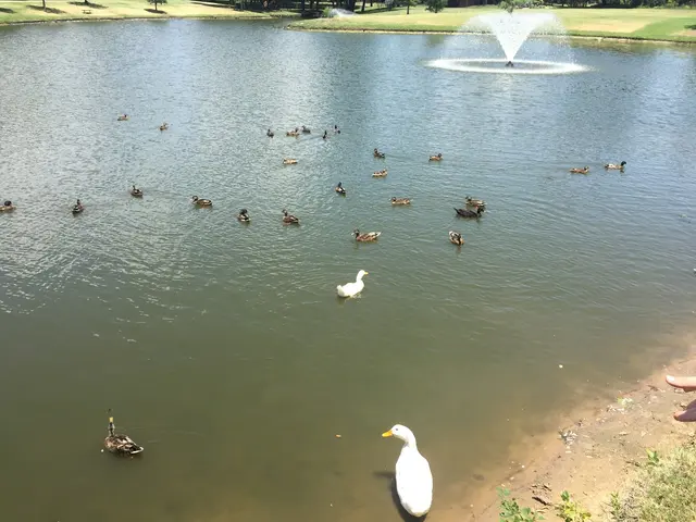 Duck Pond Park — customer photo 4