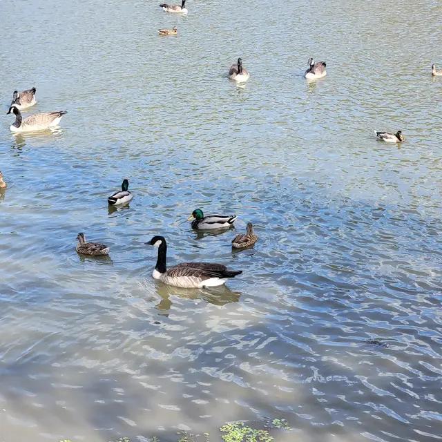 Duck Pond Park — customer photo 3