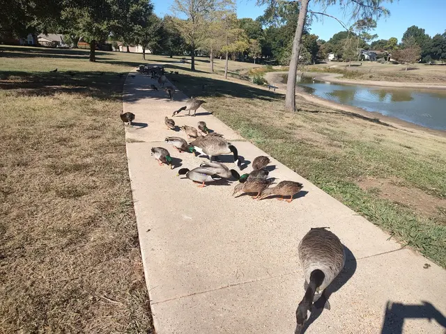 Duck Pond Park — customer photo 7