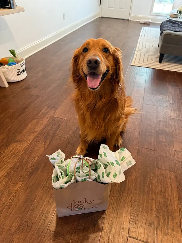 Dog Walker Inc — customer photo 3