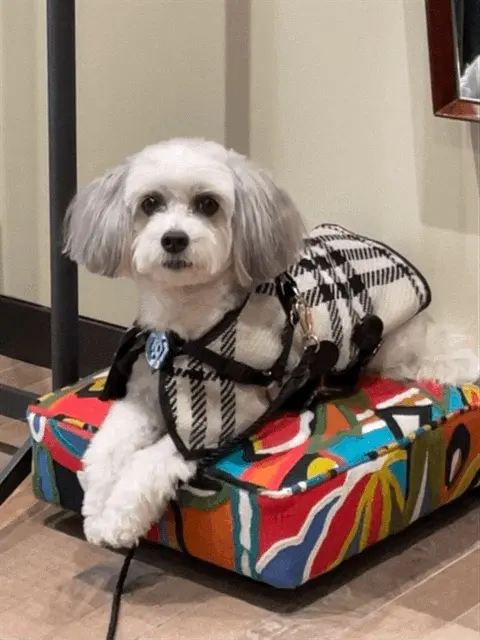 Dog Walker Inc — customer photo 9