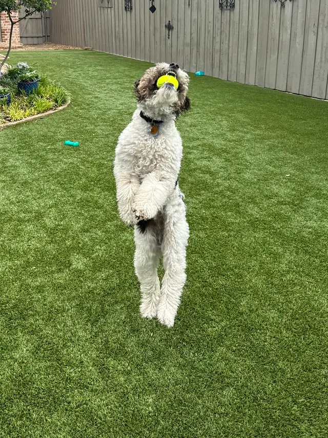 Dog Walker Inc — customer photo 7