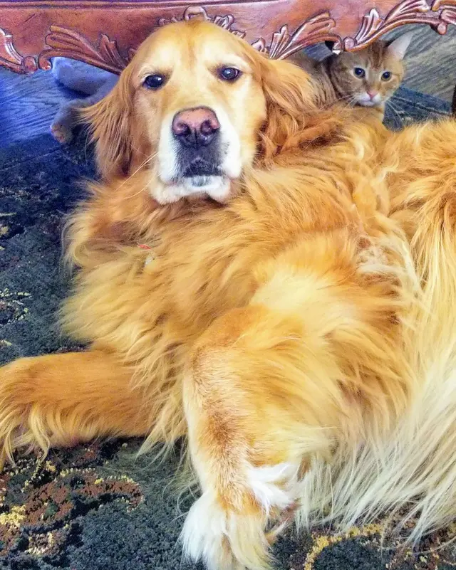 Grand Paws Pet Sitter — photo from the business 6