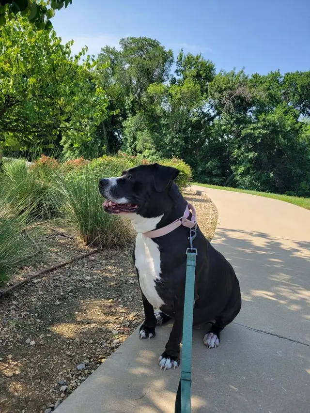 Grand Paws Pet Sitter — customer photo 10