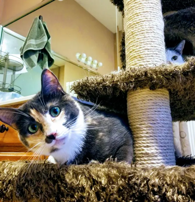 Grand Paws Pet Sitter — photo from the business 3