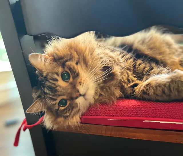 Grand Paws Pet Sitter — customer photo 2