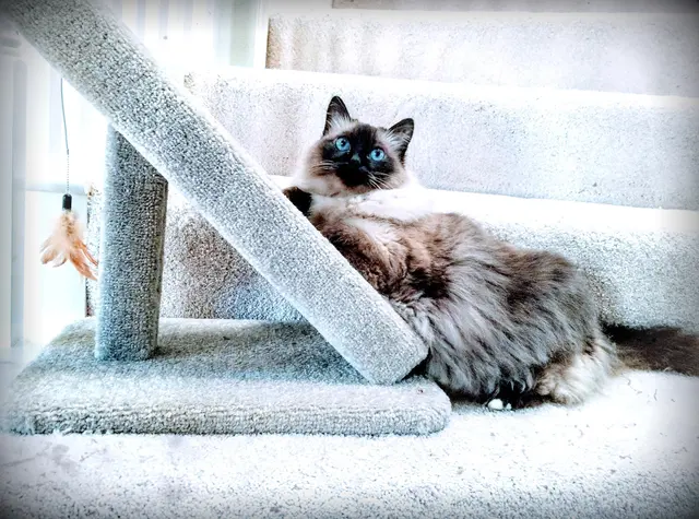 Grand Paws Pet Sitter — photo from the business 11