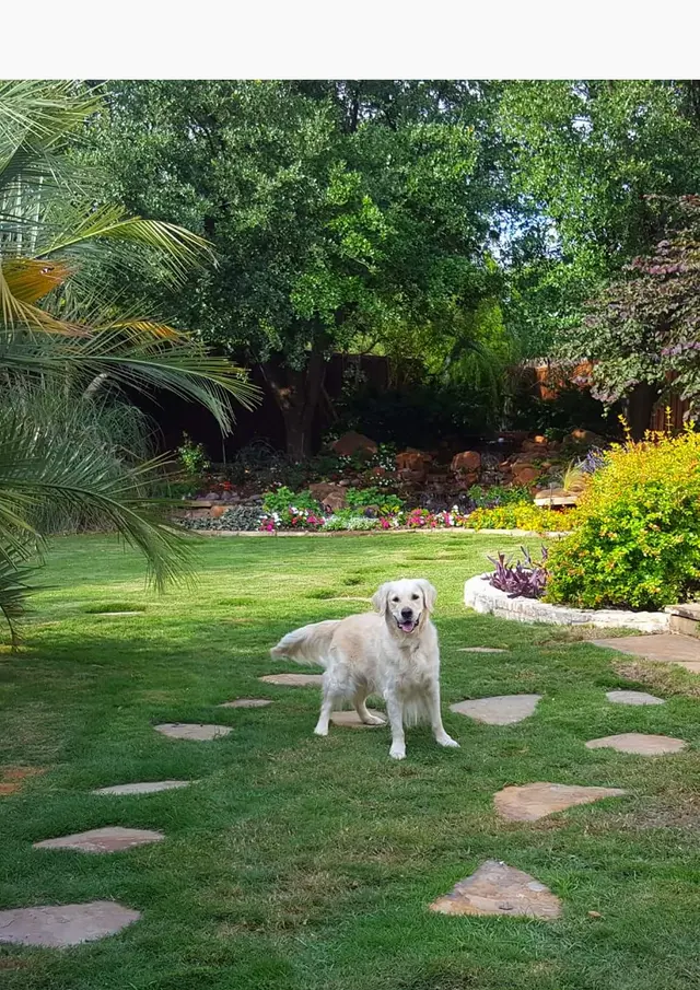 Grand Paws Pet Sitter — photo from the business 5