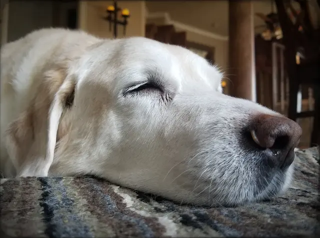 Grand Paws Pet Sitter — photo from the business 7
