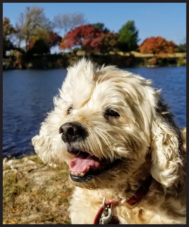 Grand Paws Pet Sitter — photo from the business 8