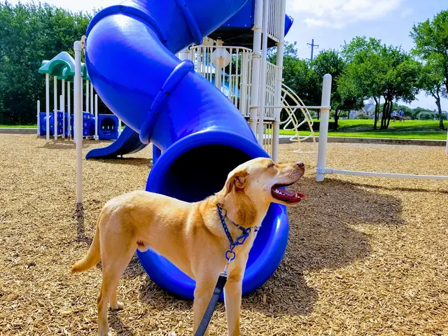 Grand Paws Pet Sitter — photo from the business 12