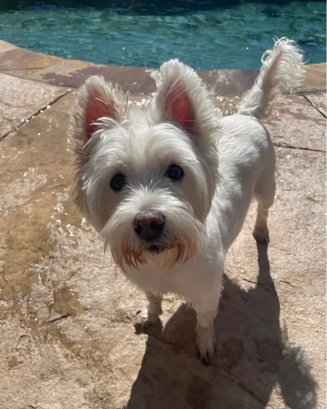 Personal Pet & Home Care — photo from the business 11