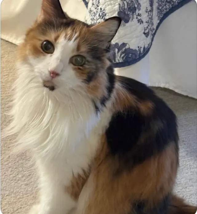 Personal Pet & Home Care — photo from the business 2