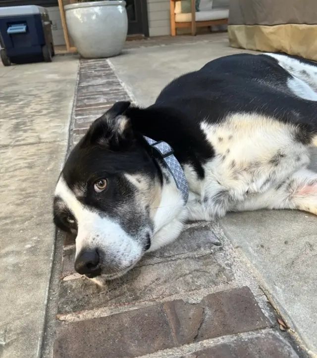 Personal Pet & Home Care — photo from the business 9