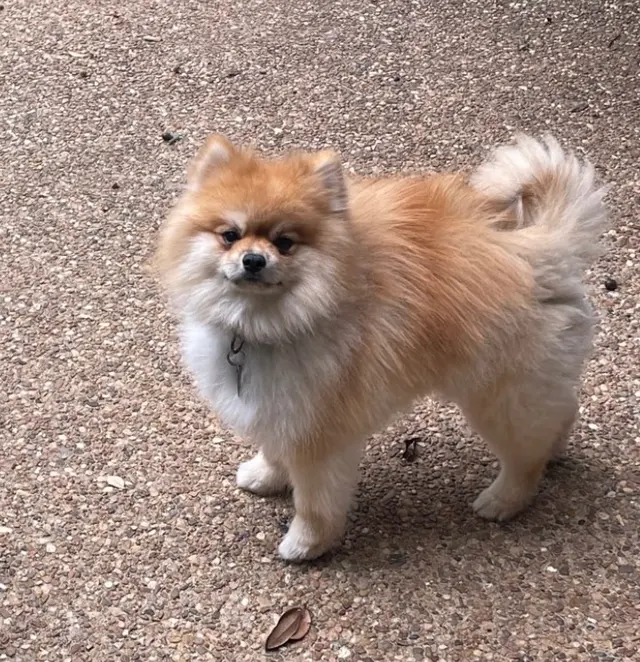 Personal Pet & Home Care — photo from the business 12