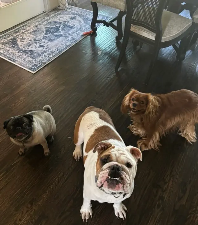 Personal Pet & Home Care — photo from the business 4