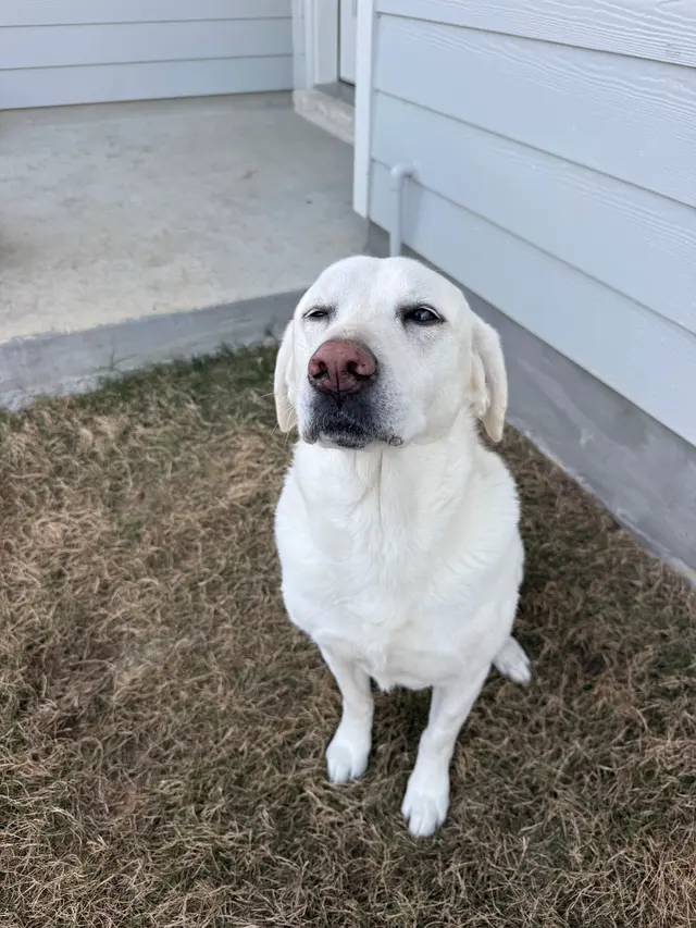 Personal Pet & Home Care — photo from the business 3