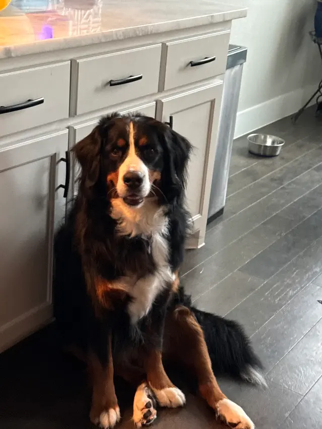 Personal Pet & Home Care — photo from the business 7