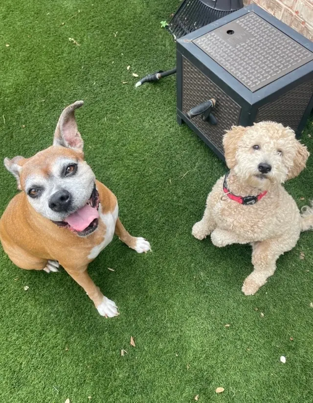 Personal Pet & Home Care — photo from the business 6